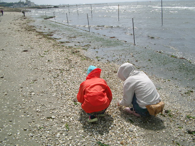 どの貝を採るの 愛知県 竹島海岸 潮干狩り 情報